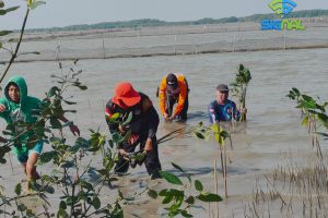 Rumah Zakat Action Tanam 500 Pohon Mangrove Rumah Zakat Action Tanam 500 Pohon Mangrove