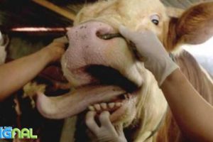 Kasus Penyakit Mulut dan Kuku Hewan di Indramayu Relatif Terkendali Kasus Penyakit Mulut dan Kuku Hewan di Indramayu Relatif Terkendali