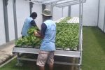 Lapas Indramayu Panen Ratusan Kilo Sayuran Hasil Program Pembinaan Kemandirian Agribisnis