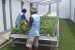 Lapas Indramayu Panen Ratusan Kilo Sayuran Hasil Program Pembinaan Kemandirian Agribisnis