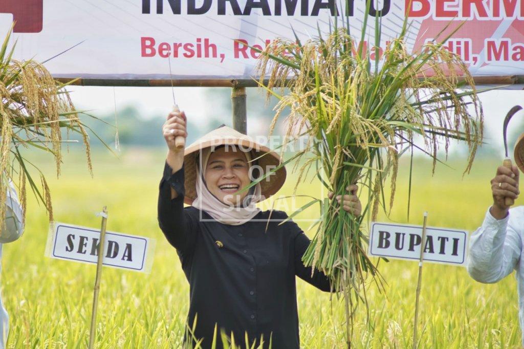 Terbesar di Indonesia, Pemkab Indramayu Berhasil Lakukan Perluasan Areal Tanam 12,887 Hektare Terbesar di Indonesia, Pemkab Indramayu Berhasil Lakukan Perluasan Areal Tanam 12,887 Hektare