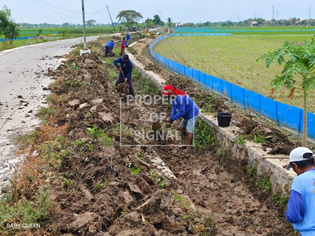 Pelihara Infrastuktur Pertanian, Pemdes Plawangan Lakukan Normalisasi Saluran Irigasi Pelihara Infrastuktur Pertanian, Pemdes Plawangan Lakukan Normalisasi Saluran Irigasi