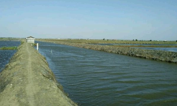 Tingkatkan Kesejahteraan Nelayan, KKP dan Pemkab Indramayu Revitalisasi 18 Ribu Hektare Tambak Jadi Budidaya Nila Salin