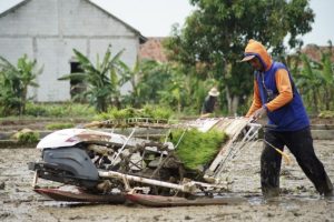 Bupati Nina Agustina Sinergikan Program Pertanian, Irigasi Padi Hemat Air Terus Dikembangkan di Indramayu Bupati Nina Agustina Sinergikan Program Pertanian, Irigasi Padi Hemat Air Terus Dikembangkan di Indramayu