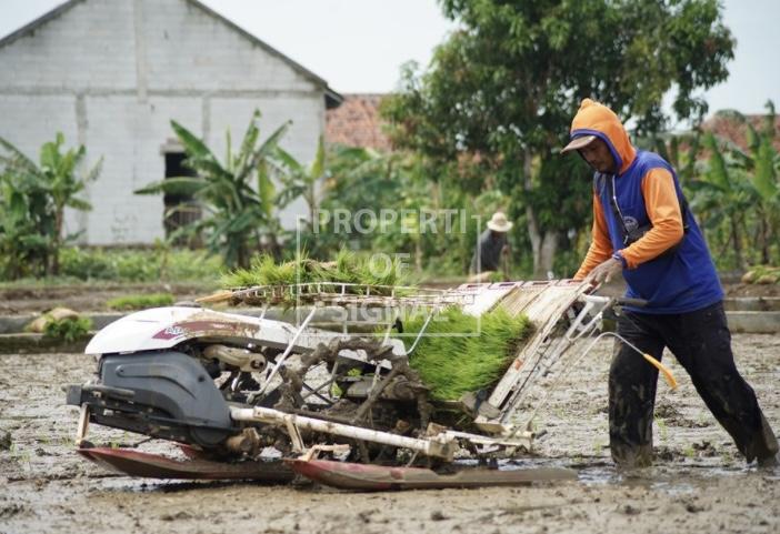 Bupati Nina Agustina Sinergikan Program Pertanian, Irigasi Padi Hemat Air Terus Dikembangkan di Indramayu Bupati Nina Agustina Sinergikan Program Pertanian, Irigasi Padi Hemat Air Terus Dikembangkan di Indramayu