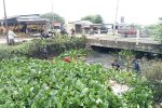 Dinas PUPR Indramayu Bersihkan Eceng Gondok di Sungai Sojar Jatibarang