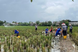 Lapas Indramayu Matangkan Lahan SAE Persawahan Wujudkan Ketahanan Pangan