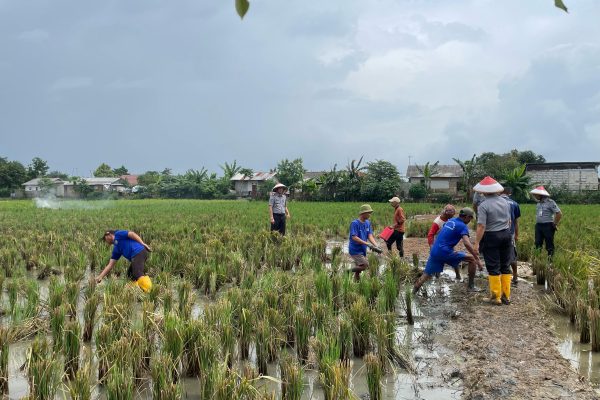 Lapas Indramayu Matangkan Lahan SAE Persawahan Wujudkan Ketahanan Pangan