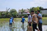Lapas Indramayu Lakukan Pemupukan Padi Wujudkan Ketahanan Pangan