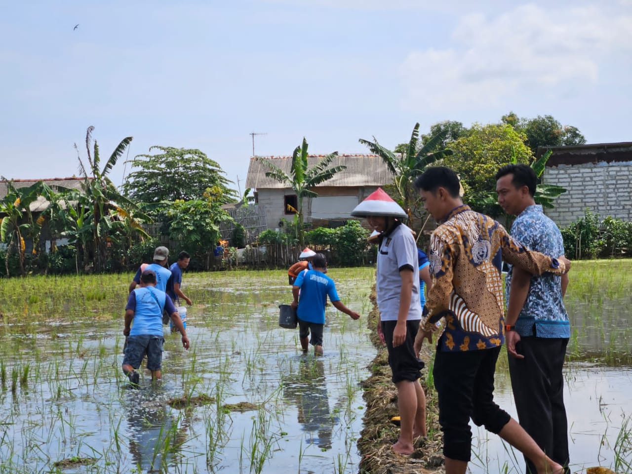 Lapas Indramayu Lakukan Pemupukan Padi Wujudkan Ketahanan Pangan Lapas Indramayu Lakukan Pemupukan Padi Wujudkan Ketahanan Pangan