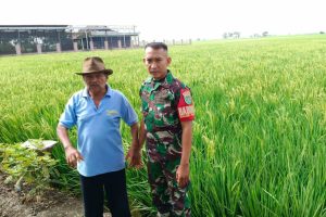 Tingkatkan Hasil Petani, Babinsa Koramil 1609 Juntinyuat Melaksanakan Pendampingan Pertaniann