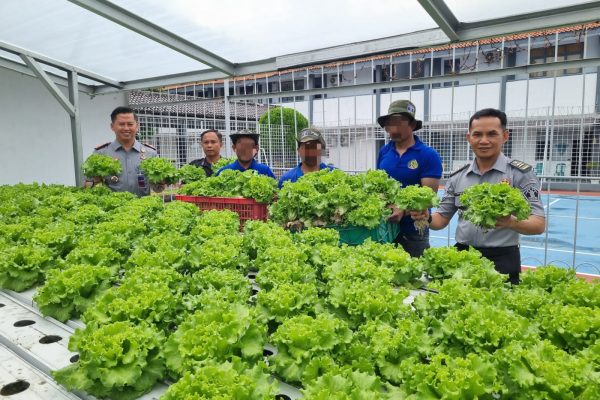 Panen Selada Hidroponik, Wujud Nyata Lapas Indramayu Dukung Program Ketahanan Pangan
