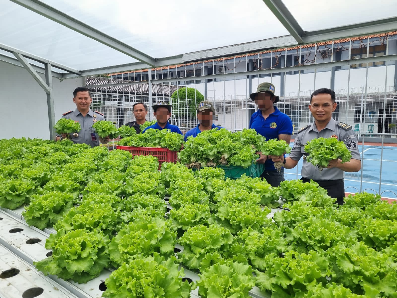 Panen Selada Hidroponik, Wujud Nyata Lapas Indramayu Dukung Program Ketahanan Pangan Panen Selada Hidroponik, Wujud Nyata Lapas Indramayu Dukung Program Ketahanan Pangan