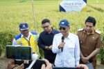 Menteri PU dan Bupati Indramayu Panen Perdana Metode IPHA, Hasilkan 11 Ton Per Hektare