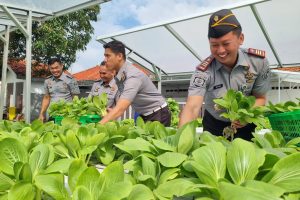 Wujud Dukung Ketahanan Pangan, Lapas Indramayu Berhasil Panen Puluhan Kg Sayur
