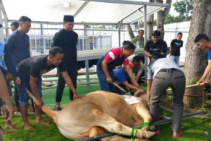 Lapas Indramayu Sembelih 16 Hewan Qurban