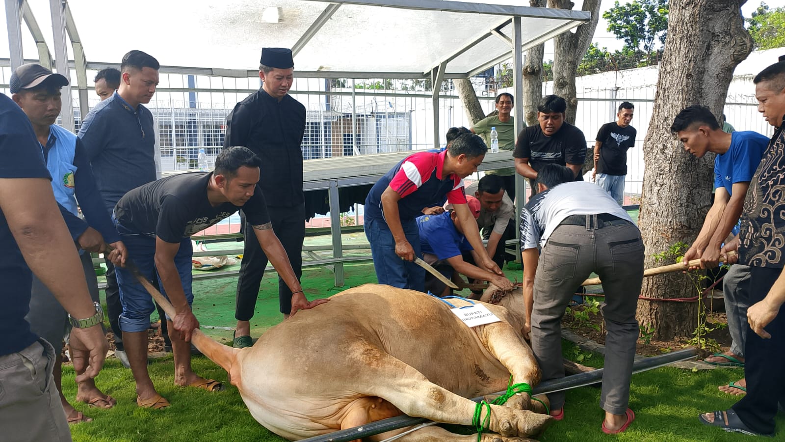 Lapas Indramayu Sembelih 16 Hewan Qurban Lapas Indramayu Sembelih 16 Hewan Qurban