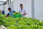 Berdayakan Warga Binaan Dengan Optimal, Lapas Indramayu Kembali Panen Sayuran Hidroponik