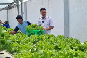 Berdayakan Warga Binaan Dengan Optimal, Lapas Indramayu Kembali Panen Sayuran Hidroponik