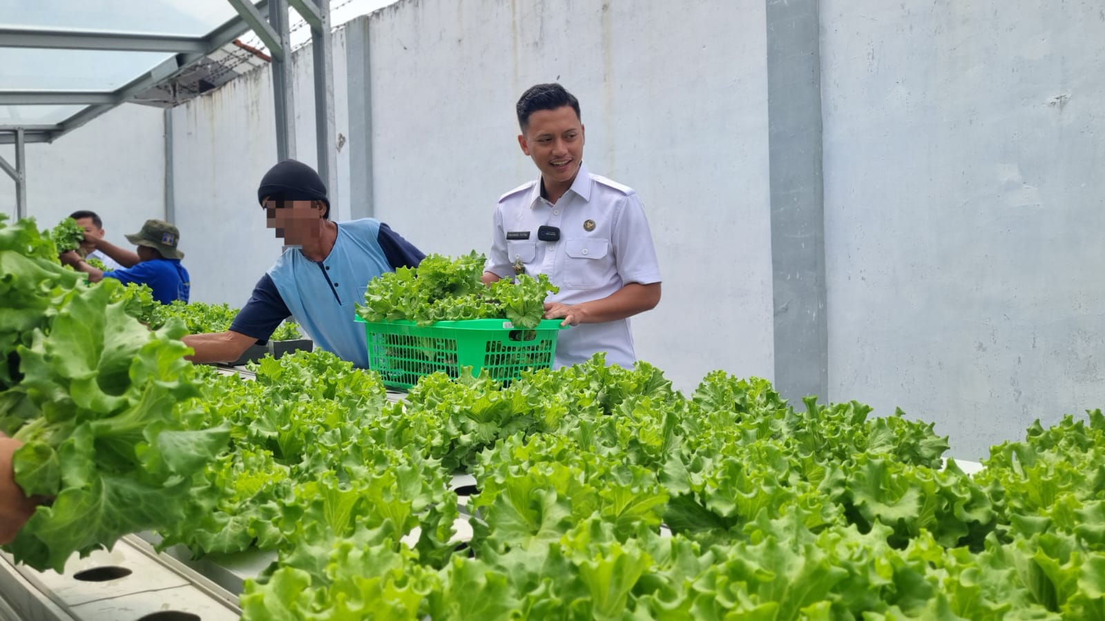 Berdayakan Warga Binaan Dengan Optimal, Lapas Indramayu Kembali Panen Sayuran Hidroponik Berdayakan Warga Binaan Dengan Optimal, Lapas Indramayu Kembali Panen Sayuran Hidroponik