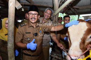 Jelang Iduladha, Wabup Syaefudin Monitoring Ketersediaan dan Kesehatan Hewan Qurban