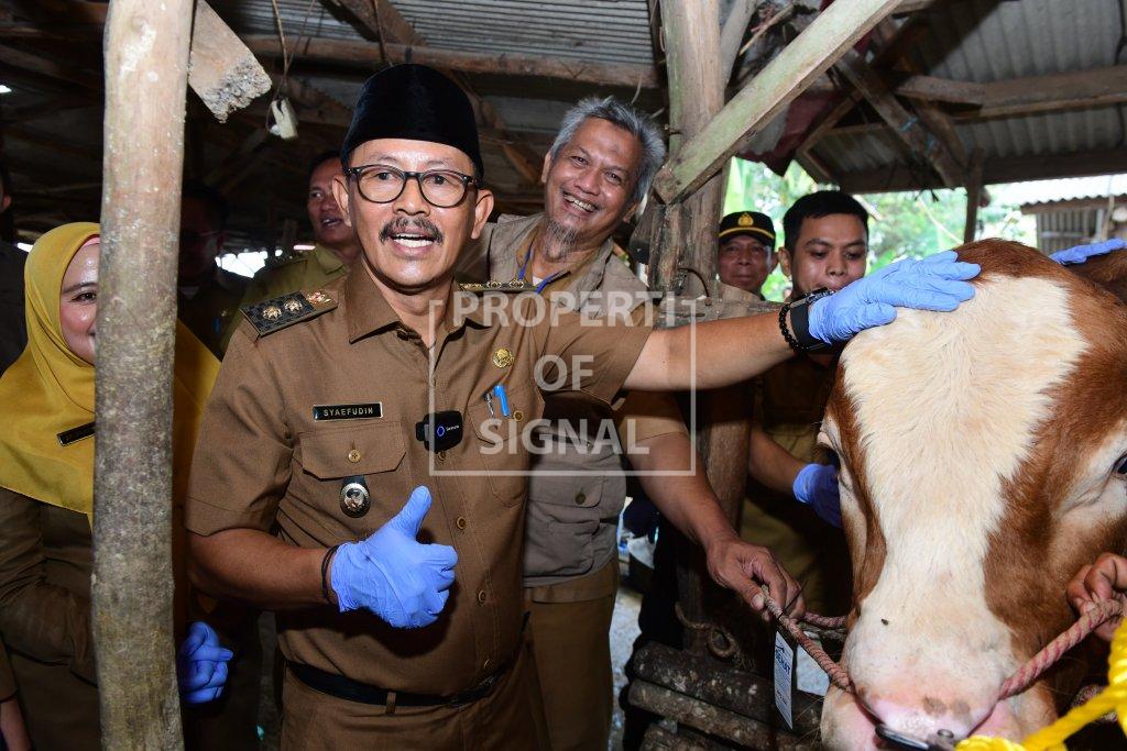 Jelang Iduladha, Wabup Syaefudin Monitoring Ketersediaan dan Kesehatan Hewan Qurban Jelang Iduladha, Wabup Syaefudin Monitoring Ketersediaan dan Kesehatan Hewan Qurban