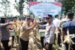 Panen Raya Jagung, Langkah Nyata Indramayu Menuju Swasembada Pangan