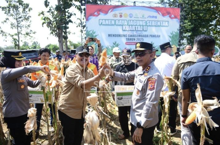 Panen Raya Jagung, Langkah Nyata Indramayu Menuju Swasembada Pangan Panen Raya Jagung, Langkah Nyata Indramayu Menuju Swasembada Pangan
