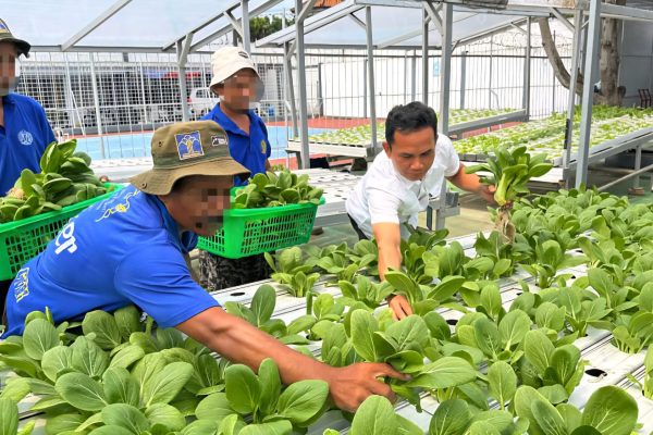 Lapas Kelas IIB Indramayu Kembali Panen Sayuran Pakcoy Hidroponik Tahap ke-16
