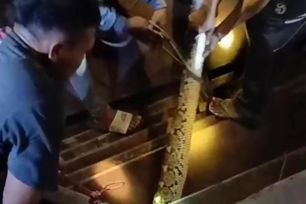 Warga Indramayu dihebohkan Dengan Penemuan Ular Piton Berukuran Besar