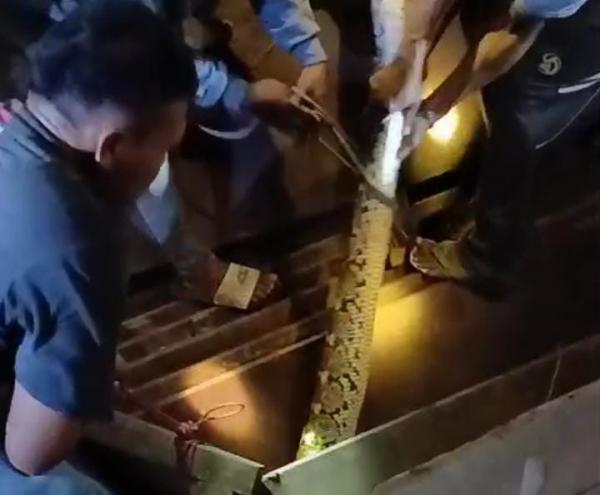 Warga Indramayu dihebohkan Dengan Penemuan Ular Piton Berukuran Besar Warga Indramayu dihebohkan Dengan Penemuan Ular Piton Berukuran Besar