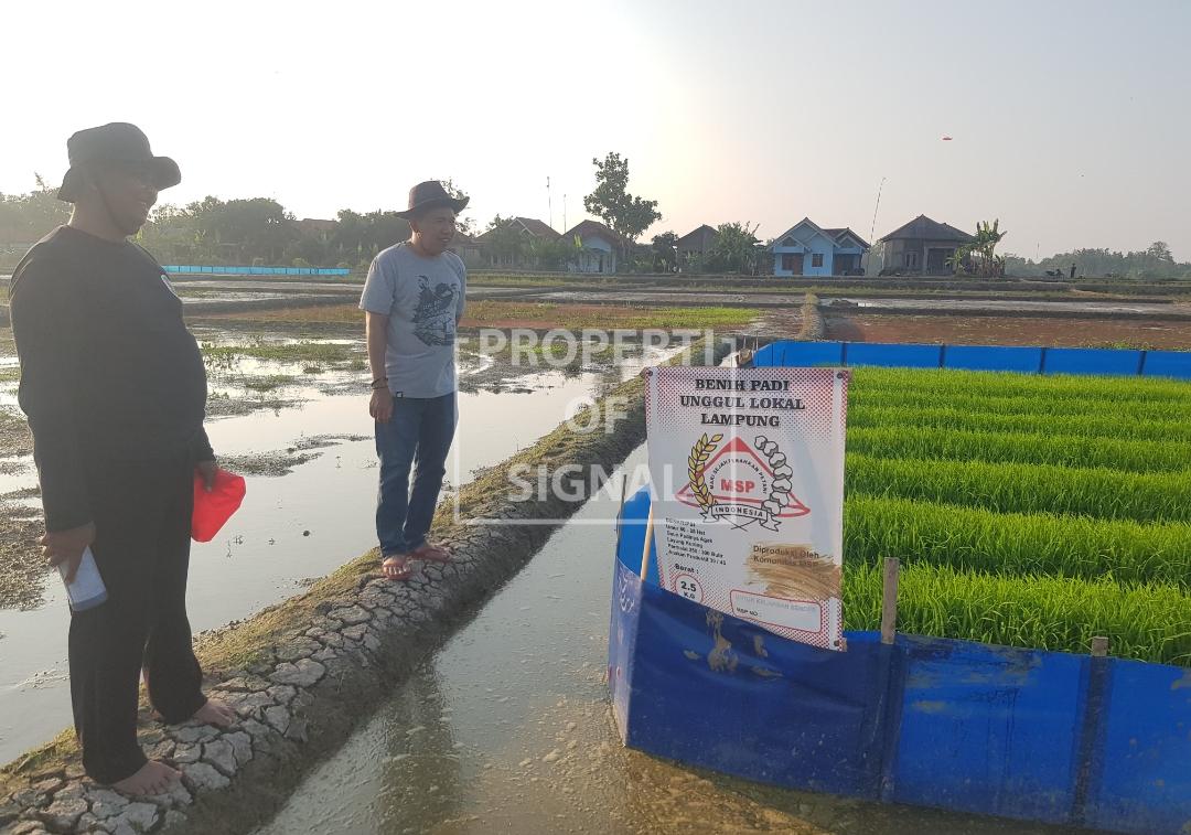Bupati Lucky Hakim Lepaskan Ular ke Sawah, Anggota DPRD Indramayu Ingatkan Ini Bupati Lucky Hakim Lepaskan Ular ke Sawah, Anggota DPRD Indramayu Ingatkan Ini
