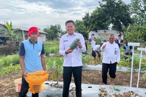 Sulap Lahan Tidur Jadi Produktif, Lapas Indramayu Hasilkan Semangka Melimpah