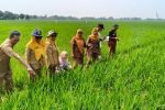 Petani Desa Telukagung Memulai Musim Tanam Rendeng Pada 25 Desember 2025