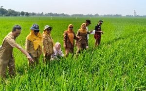 Petani Desa Telukagung Memulai Musim Tanam Rendeng Pada 25 Desember 2025