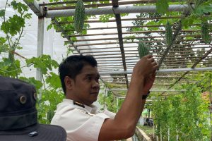 Lapas Kelas IIB Indramayu Laksanakan Panen Raya Serentak sebagai Implementasi 15 Aksi Program IMIPAS