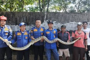 EVAKUASI MENEGANGKAN! 