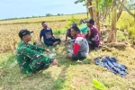 Pelda Sulaeman Dampingi Petani Panen Padi di Majasih, Bukti TNI Hadir Kawal Ketahanan Pangan