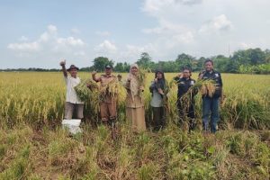 Ubinan di Desa Juntikedokan, Produktivitas Padi Capai 13,92 Ton/Ha GKP