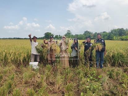 Ubinan di Desa Juntikedokan, Produktivitas Padi Capai 13,92 Ton/Ha GKP