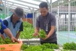 Sayuran Hidroponik Lapas Indramayu Lolos Standar Supermarket, Kualitasnya Diakui Grade A