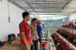 Rawat Lahan dan Peternakan, Lapas Indramayu Optimalkan Program Ketahanan Pangan