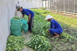 Optimalkan Lahan Produktif, Lapas Indramayu Panen Puluhan Kilogram Kangkung untuk Kebutuhan Dapur
