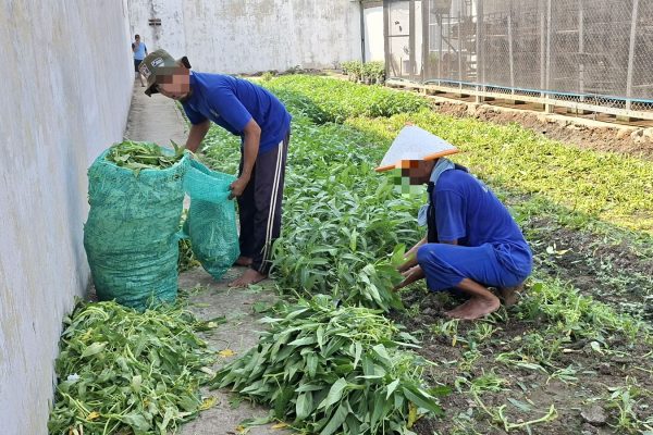 Optimalkan Lahan Produktif, Lapas Indramayu Panen Puluhan Kilogram Kangkung untuk Kebutuhan Dapur
